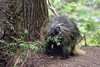 Kein Flokati  Eine größere japanische Familie trifft laut miteinander kommunizierend und mit Bärenglöckchen bimmelnd an der Brücke ein. Das halbwüchsige Mädchen, welches gerade das Absperrschild an der zerbrochenen Brücke studiert hat, fragt Maren, ob es sich hier um die "Broken Bridge" handele. Nach Marens positiven Bescheid ist es höchste Zeit, den Rückzug anzutreten. Wir sind erst ein kurzes Stück gegangen, Maren vorweg, ich bummele hinterher, als sie plötzlich einen unterdrückten Ausruf ausstößt. Aufgeregt deutet Maren nach vorne, zückt die Videokamera und ich beeile mich, die Telekamera in Anschlag zu bringen.   Porcupine  (Erethizon dorsatum)  Baumstachler, Urson : Porcupine, Erethizon dorsatum, Baumstachler, Urson