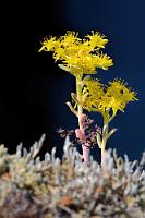 Keine Ahnung  Der dritte Halt auf 'Parking Lot 2' bringt uns der Suche nach den Potholes in Person einer weiteren Rangerin näher, die uns auf Nachfrage erklärt, der Viewpoint auf die Holes – eine besonders schöne Formation von Auswaschungen im Sandstein durch den Sooke River – sei derzeit wegen eines Felssturzes leider nicht erreichbar. Ginge man allerdings entlang des Flusses ein Stück zurück, könne man durchaus in Höhe des gesperrten 4. Parkplatzes, den wir gerade mit dem Auto passiert hatten, noch einen Blick auf einen Teil des betreffenden Flußabschnittes werfen. Was wir dann auch taten und bald über eine Treppe einen kleinen Aussichtspunkt erreichten, der zwar einen weiteren schönen Blick auf den von Felsen eingerahmten Fluss gewährte – ob wir damit aber die legendären Potholes gesehen hatten? Keine Ahnung... ;-)   Broadleaf Stonecrop  (Sedum spathulifolium)  Spatelblättrige Fetthenne, Spatelblättriges Fettblatt, Purpureum : Spreading Stonecrop, Sedum divergens, Amerikanisches Zapfensedum