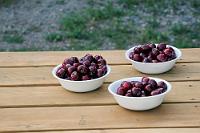Kirschdiät  Der Campground "Orchards at Oliver" ist eine positive Überraschung. Als privater Platz zwar ein wenig beengt, aber wir bekommen den Stellplatz am hintersten Ende des sich entlang eines Obstgarten hinziehenden Camps. Dahinten ist es absolut ruhig, außer uns scheinen nur noch zwei oder drei Partien Einheimischer anwesend zu sein, die in den auch hier wohl dauerhaft abgestellten Wohnanhängern nächtigen. Wir sind sehr angetan. Das WLAN ist kräftig, so dass wir endlich ein wenig Internetarbeit nachholen können und der im nebenstehenden Schuppen brütende Star wartet vorsichtig, ob wir auch nicht hinsehen, bevor er mit der Kükennahrung die schon ungeduldig tschilpenden Jungen unter der überhängenden Regenrinne bedient. Der Platzbroschüre entnehmen wir, dass von den Gästen erwartet wird, die zahlreich vorhandenen Kirschbäume des Campgrounds abzuernten – etwas, was wir uns nicht zweimal sagen lassen. Noch nie, wirklich NOCH NIE, haben wir so leckere, saftige, süße und völlig intakte Kirschen gegessen wie diese! Diese Früchte alleine waren den Besuch schon wert!