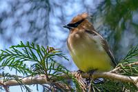 Kooperativ  Auch die Seidenschwänze, die etwas weiter durch die unteren Äste der Uferbäume hüpfen oder sich der ausgiebigen Gefiederpflege hingeben sind absolut tiefenentspannt und lassen den Fotografen bis auf zwei, drei Meter heran.  Nach ca. 2 ½ Stunden sind wir am Parkplatz zurück. Eigentlich wollen wir die Helmcken Falls noch besuchen, können uns aber ausrechnen, dass es dort inzwischen wieder brechend voll sein wird. Wir reisen zwar in der Vorsaison, müssen aber feststellen, dass an den großen touristischen Highlights bereits jetzt ein massiver Andrang herrscht. Wie mag das erst in der Hauptsaison einen Monat später sein...?   Cedar Waxwing  (Bombycilla cedrorum)  Zedernseidenschwanz : Cedar Waxwing, Bombycilla cedrorum, Zedernseidenschwanz