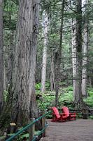 Leerstühle  Auf der Höhe von Golden finden wir endlich am Highway eine Füllstation für Propangas. Nach einem kurzen Halt ist unser Tank wieder voll und wir nehmen das letzte Wegstück bis nach Revelstoke in Angriff. Die lange Strecke fordert aber ihren Tribut und so machen wir Halt für einen entspannenden 10 Minuten Spaziergang auf dem barrierefreien "Hemlock Grove Boardwalk", wo wir zwischen den uralten Zedern und Hemlocktannen auf dieses bemerkenswerte Stuhlensemble stoßen.