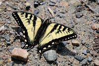 Leicht verschieden  Der Imbißwagen auf dem Spahat Falls Parkplatz hat noch zu, so dass uns der Genuß einer Original "Weisswurst" zu 6 $ leider versagt bleibt ;-). Auf dem Weg weiter nach Norden kommen als nächstes die Moul Falls. Wir lassen diese aber links liegen, denn auf Parkplatz und Straße ist kein Plätzchen mehr frei. Auf einem Rastplatz halten wir an, entnehmen dem Broschürenhalter am Schaukasten ein paar informative, deutschsprachige (!) Flyer und nehmen die Gelegenheit wahr, den Schwalbenschwanz einer Art abzulichten, die sich in Nuancen von dem "Western Tiger Swallowtail" auf Vancouver Island unterscheidet.   Canadian Swallowtail  (Papilio canadensis)  Kanadischer Tigerschwalbenschwanz : Canadian Swallowtai, Papilio canadensis, Kanadischer Tigerschwalbenschwanz