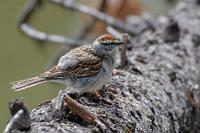 Mag es gern feucht  Ein bißchen weg vom Maligne Lake wird es auch gleich erheblich einsamer und am Beginn des ca. 2,5 km langen Loop Trails ist keine Menschenseele mehr zu sehen. Mag aber auch daran liegen, dass der Weg laut Schild wegen Bauarbeiten gesperrt ist. Da weder Baumaschinen noch Bauarbeiter zu sehen sind, ignorieren wir das Schild, queren eine kleine Baumstammbrücke und wandern auf dem etwas durchweichten Pfad los. Aus dem Wald erschallen seltsam hohe, langgezogene Rufe eines uns unbekannten Tieres (wir haben keine Bärenglöckchen dabei!), ein im dunklen Unterholz turnender Specht fordert das Tele und wir erreichen schließlich den kleinen See.    Swamp Sparrow  (Melospiza georgiana)  Sumpfammer : Swamp Sparrow, Melospiza georgiana, Sumpfammer