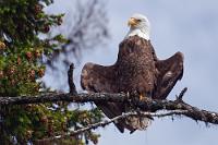 Mal cool abhängen  Wir sollten vielleicht doch langsam umkehren, denn am Westhimmel ballten sich schon wieder dunkle Wolken zusammen. Ein Gewitter wäre – selbst mit Rettungswesten – nicht so prickelnd in so einem kleinen Boot. Wir hatten kaum hundert Meter zurückgelegt, als auch noch der avisierte Weißkopfseeadler sein Stelldichein gab und sich unmittelbar vor uns auf einem überhängenden Ast niederließ. So viel Zeit, ein paar nette Fotos von dem coolen Vogel zu machen, war dann auch noch...   Bald Eagle  (Haliaeetus leucocephalus)  Weißkopfseeadler : Bald Eagle, Haliaeetus leucocephalus, Weißkopfseeadler