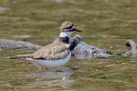 Misstrauisch beäugt  Maren bereitet ein schnelles Nudelessen auf dem Gasherd und nachdem wir satt sind, geht es hinunter an den kleinen See, der auf unserer Landzunge über einen Kanal mit dem weit größeren Buttle Lake verbunden ist. Hier schwimmen ein paar Kanadagänse, die sich unserem Näherkommen aber durch Wegpaddeln entziehen und ein Regenpfeifer hüpft und springt aufgeregt hin und her – auch er immer haarscharf an der Reichweite meines Teles. Aber er entkommt mir nicht...!   Killdeer  (Charadrius vociferus)  Keilschwanz-Regenpfeifer : Killdeer, Charadrius vociferus, Keilschwanz-Regenpfeifer