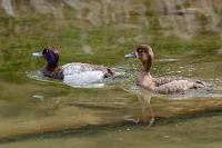 Mobbing-Opfer  Vor mir toben eine Sumpfammer und ein gelbgefleckter Kronenwaldsänger durch das Geäst der umgefallenen Bäume am Seeufer und während ich versuche, diese mit dem Tele zu erwischen, schwimmen zwei Veilchenenten um die Biegung der kleinen Insel auf uns zu. Hoffentlich verjagen wir diese nicht gleich wieder, denn trotz des Mückensprays sind wir ständig am Rumfuchteln, um uns der auch hier zahlreich vertretenen Viecher zu erwehren.   Lesser Scaup  (Aythya affinis)  male, female Veilchenente : Lesser Scaup, Aythya affinis, Veilchenente