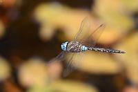 Nachname: Darner; Vorname ?  Hier ist DAS Biotop für Libellen. Mehrere große Exemplare surren auf der Jagd über den sumpfigen Wasserflächen hin und her. Endlich bekomme ich auch mal eine im Flug zu fassen, die vermeintlich einfache Idenfikation bei einer so dezidierten Zeichnung entpuppt sich aber als ausgesprochen schwierig. Unter den ca. 13 verschiedenen "Darner"-Arten will so keine richtig passen. Ich geb's auf...   ha, späte Bestimmung: Blue-eyed Darner  (Rhionaeschna multicolor) : California Darner, Rhionaeschna californica