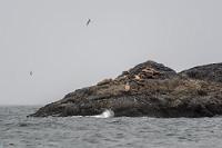 Näher ging nicht  Denkste! Am nächsten Morgen tröpfelt es aufs Autodach und Maren macht sich auf den Weg zum Office. Kurzes Resümee: Keine der von uns beiden vorrätig gehaltenen vier Kreditkarten (Mastercards) ist dem Telefon fein genug. Immerhin stellte auf Marens Nachfrage, was man denn noch tun könne, um das Telefon zur Mitarbeit zu bewegen, der schulterzuckende, junge Office-Mitarbeiter mitleidig und unentgeltlich sein privates Smartphone zur Verfügung, über dessen Skype-App endlich der gewünschte Anruf gelang.  Der Himmel ist grau und es nieselt. Trotzdem muß man seinen touristischen Pflichten nachkommen und so entscheiden wir uns zu einer kurzen Fahrt nach "Combers Beach", wo wir völlig allein sind, als wir bei Ebbe den weitläufigen Strand erreicht haben. Die Einsamkeit bei diesem Wetter hat aber auch was und ich bringe das Tele an die Grenze seiner Reichweite bei der Ablichtung einer Seelöwenkolonie auf den ca. 1 Kilometer vor der Küste liegenden Sea Lion Rocks.  Steller Sea Lion  (Eumetopias jubatus)  Stellerscher Seelöwe : Steller Sea Lion, Eumetopias jubatus, Stellerscher Seelöwe