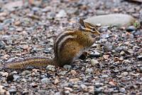 Nagen am letzten Halm  Kaum geht der Hirsch ein paar Schritte weiter, erscheint ein kleines Chipmunk auf der Kiesfläche hinter dem Camper. Scheint eine beliebte Ecke hier zu sein. Das Kleine Streifenhörnchen ist zwar schon auf dem Chip archiviert, aber so entspannt, wie es sich präsentiert, müssen ein paar weitere Aufnahmen einfach sein. Offensichtlich suchen nicht nur Bären Campingplätze auf der Suche nach Nahrung heim – auch andere Wildtiere werden gemerkt haben, dass Menschen ihnen dort nichts tun und dass mit Chance vielleicht auch ein bißchen Futter abfällt.   Least Chipmunk  (Neotamias  minimus)  Kleines Streifenhörnchen : Least Chipmunk, Neotamias  minimus, Kleines Streifenhörnchen