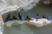 Nischenbrüter  Bei der heimischen Suche am Rechner nach einem Veranstalter läßt man sich leicht von vielversprechenden Attributen beeindrucken. So beruhigt es das eigene Gewissen, wenn der Veranstalter "Ecoventures" und Nachhaltigkeit verspricht und auf diverse Auszeichnungen von Umweltschutzorganisationen verweisen kann. Andererseits werden die Wale – offensichtlich wenig gestresst, weil immer noch in diesem Gebiet – täglich von sovielen Booten 'heimgesucht', dass die Rücksichtnahme zweier Schlauchbootführer beim weiten Abstand halten eher komisch wirkt. Zwei Seelen schlagen da in unserer Brust: zwar hätte man's gern näher gehabt, möchte aber auch nicht umweltfrevelnd stören...  Die brütenden Kormorane sind in ihren Felsnischen jedenfalls von den röhrenden Außenbordern völlig unbeeindruckt und fahren ungerührt mit ihrem Brutgeschäft fort.   Pelagic Cormorant  (Phalacrocorax pelagicus)  Meerscharbe : Pelagic Cormorant , Phalacrocorax pelagicus resplendens, Meerscharbe