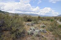 Nk'Mip Desert  Das beinahe mediterrane Klima des tiefgelegenen Okanagan-Tals begünstigt noch weitere einzigartige Besonderheiten. So findet man bei Osoyoos den nördlichsten Ausläufer der zentralamerikanischen Wüste, die sich quer durch die USA bis zur Sonora Wüste in Mexiko erstreckt. Genaugenommen handelt es sich bei diesem Gebiet um keine richtige Wüste, sondern um eine Buschsteppe, die von dem Antilopenstrauch dominiert wird und als einzigartiges Biotop die Heimat einer Vielzahl von Pflanzen und Tieren ist, welche nur hier vorkommen und teilweise vom Aussterben bedroht sind.  Antelope Brush  (Purshia tridentata)  Antilopenstrauch : Nk'Mip Desert