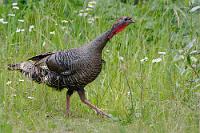 Papa Puter  Da wir auf einem privaten Platz sind, hat's auch endlich mal wieder ein bißchen WLAN. Nicht am Auto, aber ein paar Schritte Richtung Office ermöglichen Maren endlich den verspäteten Geburtstagsanruf bei ihrer Mutter. Wir erfahren, dass es in Hamburg seit mittlerweile 3 Wochen über 30°C heiß ist und empfinden unsere Witterungsverhältnisse mit einem Mal doch nicht mehr als sooo schlimm. Unsere heutige Strecke ist mit ca. 140 km überschaubar und so brechen wir ganz suutsche nach einem ausgiebigen Frühstück auf. Die Sonne scheint, die Straße ist leer und die Landschaft wunderschön. Auf halbem Weg nach Castlegar passieren wir eine kleine Parkbucht an der Straße und sehen gerade noch einen größeren Vogel im angrenzenden Bewuchs verschwinden.   Wild Turkey  (Meleagris gallopavo)  male Truthahn : Wild Turkey, Meleagris gallopavo, Truthahn