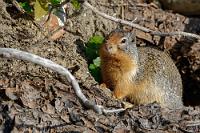 Putzmunter  Auch die Erdhörnchen zeigen sich kooperativ und minutenlang schauen wir ihnen zu, wie sie ihre Erdlöcher aufräumen und mit Grabungsarbeiten erweitern. Sie sind erstaunlich zutraulich und lassen sich durch unsere unmittelbare Nähe in ihrer Emsigkeit nicht bremsen. Wir verabschieden uns von den possierlichen Tieren, steigen hoch zu unserem Camper und sind nach Abwaschen und kurzen Aufräumarbeiten wieder auf unserem Weg den Crowsnest Highway entlang in Sichtweite der amerikanischen Grenze.   Columbian Ground Squirrel  (Urocitellus columbianus, Syn.: Spermophilus columbianus)  Columbia-Ziesel : Columbian Ground Squirrel, Spermophilus columbianus, Columbia-Ziesel