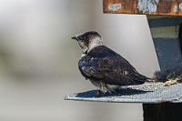 Schwalbennest  Am Ortsende führt eine Bootsrampe direkt zum Wasser hinunter und daneben wartet ein großer, erst mit wenigen Fahrzeugen belegter Touristenparkplatz auf Nutzung – wäre also kein Problem gewesen, hier noch unterzukommen ;-).  Wir schlendern die Rampe herunter, genießen die Sonne, schauen dem Betrieb im Hafen zu und beobachten neben den zahlreichen Reihern auch noch ein paar Schwalben, die in den nahebei aufgestellten Nistkästen wohnen.   Northern Rough Winged Swallow  (Stelgidopteryx serripennis)  Graukehlschwalbe : Northern Rough Winged Swallow, Stelgidopteryx serripennis, Graukehlschwalbe