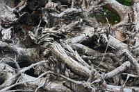 Schwemmholzskulptur  Unaufhaltsam leeren sich die Kameraakkus, so dass ich mich heute abend der Stromerzeugung mittels des mitgebrachten Spannungskonverters widmen muß. Zuvor wollen wir aber noch Kaffee trinken und Maren stöpselt die Kaffeemaschine ganz in Gedanken in die 110 V-Steckdose des Campers, schaltet ein... und die Kaffeemaschine legt los! Zuerst merken wir nichts, aber nach kurzer Zeit springt unter der hinteren Sitzbank unüberhörbar ein Ventilator an, mit kurzen Ausschaltintervallen in den nächsten Minuten. Wir sehen uns ratlos an. Was ist das? Ich klappe die Sitzbank hoch, wo ein länglicher, mit dicken Stromkabeln verbundener Metallkasten installiert ist. Hierher kommt das Ventilatorgeräusch – und eh ich realisiere, dass wir soeben mit dem eingebauten Spannungskonverter den Kaffee aufgebrüht haben, ist die Kaffeemaschine auch schon fertig.