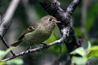 Sichergestellt  Zwar hatte man uns bei der Einweisung erzählt, es gebe einen zusätzlichen, benzinbetriebenen Stromgenerator, der im Notfall 110 V generieren würde, um z.B. die Heizung oder die Klimaanlage im Stand zu betreiben, die Nutzung sei aber nachträglich kostenpflichtig und der Spritverbrauch sei auch nicht ohne. Von einem Spannungskonverter, der Batteriestrom hochtransformieren könne, war nie die Rede und mit der Versorgung der Kaffeemaschine oder eines Föhns wäre die Batterie auf Dauer auch überstrapaziert worden – die Versorgung meiner anspruchslosen Akkuladegeräte war damit aber plötzlich (sogar ohne Lüfterkühlung) auch auf stromlosen Campingplätzen auf höchst elegante Art sichergestellt worden. Mein kleiner, mitgebrachter Konverter sollte fortan nie zum Einsatz kommen...  Während die ersten Akkus laden, wandern wir noch ein letztes Mal zum See, fotografieren mit der letzten Batterie eine malerische Schwemmholzansammlung und stellen diesen winzigen Sperlingsvogel fürs Fotoalbum sicher.  Hutton's Vireo  (Vireo huttoni)  Hutton-Vireo : Dusky Flycatcher, Empidonax oberholseri, Buschland-Schnäppertyrann