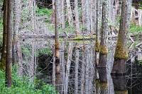 Spiegelbildlich  Schon nach wenigen Metern durch dichten Wald öffnet sich das Gelände zu einem weitläufigen Sumpfgebiet, in dessen stehenden Wasserflächen sich Unmengen abgestorbener Bäume spiegeln. Über diese Tümpel- und Seenlandschaft führen Bohlenstege, von denen man Wasserpflanzen, Enten, Taucher und Singvögel beobachten kann. Auch Biber dürften hier zu Hause sein, die sich aber tagsüber bei dem großen Besucherandrang nicht sehen lassen.