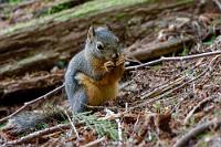 Spitzohr Hörnchen  Den Abend beschließen wir auf dem Campground des "Alice Lake Provincial Park", den wir ohne Reservierung nicht hätten nutzen können, da er von mehrheitlich einheimischen Gästen vollständig belegt ist. Von unserem Abstecher an die von zahlreichen Familien frequentierte Badestelle des Alice Lake und unserem von Abendsonne beschienenen Rundweg um den Stump Lake ist eigentlich nur das eher seltene "Douglas-Hörnchen" erwähnenswert, welches im dunklen Unterholz des Seeufers knabberte.   Douglas Squirrel  (Tamiasciurus douglasii)  Douglas-Hörnchen : Douglas Squirrel, Tamiasciurus douglasii, Douglas-Hörnchen