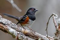 Stolzer Sperling  Gemäß den Bestimmungstafeln, welche in Abständen neben dem Weg befestigt sind, beherbergt dieses spezielle Biotop eine große Menge verschiedener Spezies. Wie immer hat man leider nur einen begrenzten Zeitraum zur Verfügung und so beschränkt sich die fotografische 'Ausbeute' auf nur wenige Vertreter der hiesigen Vielfalt. Trotzdem – vergleicht man die Exotik dessen, was man hier zu sehen kriegt, mit der Ausgestorbenheit vergleichbarer heimischer Biotope, merkt man erst, wieviel bei uns trotz ähnlicher klimatischer Bedingungen nicht mehr anzutreffen ist.   Spotted Towhee  (Pipilo maculatus)  male Grundammer : Spotted Towhee, Pipilo maculatus, Grundammer