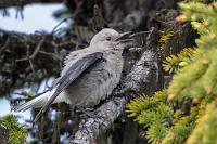 Streithammel  Das Keckern der Krähen ist zu einem gestandenen Streit angeschwollen und dauert so lange an, dass uns den Lauten folgend gelingt, den Konfliktherd in einer nicht weit entfernten Fichte ausfindig zu machen. Keine Krähen, sondern Häher sind für den Lärm verantwortlich. Da sie aber zur gleichen Familie gehören und ähnliche Laute produzieren, haben wir für unsere Verwechslung Verständnis ;o).   Clark's Nutcracker  (Nucifraga columbiana)  Kiefernhäher : Clark's Nutcracker, Nucifraga columbiana, Kiefernhäher