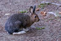 "Tu' mir nix..."  Just als ich die Entchen hoffentlich noch verwertbar abgelichtet habe, kommt die nächste fotografische Herausforderung ein paar Meter weiter aus dem Unterholz gehoppelt, schaut skeptisch auf das klickende und piepsende Gerät mit dem langen, schwarzen Rohr und widmet sich dann, nachdem ihm nichts passiert ist, dem fetten Gras am Wegesrand. Ich schließe mich dem netten Gespräch Marens mit den beiden Kanadiern an, die uns – selber unterwegs mit einem Camper auf Einwegtour von Vancouver nach Calgary – ausgiebig über unsere Reise und unsere Eindrücke von Kanada befragen. Wir verabschieden uns mit gegenseitigen guten Reisewünschen, kehren zum Camper zurück und sind nach einem gemütlichen Abendbrot auch ausreichend bettschwer.   Snowshoe Hare  (Lepus americanus)  Schneeschuhhase : Snowshoe Hare, Lepus americanus, Schneeschuhhase