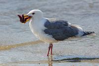 Übernommen  Wir bummeln am Strand. Außer uns sind nur noch zwei spielende Kinder da und weit draußen über der Bay ein unermüdlich kreisender Weißkopfseeadler. Direkt an der Wasserkante ist eine große Beringmöwe seit bestimmt einer Viertelstunde damit beschäftigt, einen Seestern herunterzuwürgen. Sie scheint nicht zu realisieren, dass sie sich damit ein wenig übernommen hat, denn der Seestern ist offensichtlich schon seit längerem verschieden und in dieser gekrümmten Form steinhart vertrocknet. Immer wieder tunkt die Möwe ihre 'Beute' in das Uferwasser – sie wird aber partout nicht weicher. Wahrscheinlich kaut sie heute noch drauf rum... ;-)   Glaucous-winged Gull  (Larus glaucescens)  Beringmöwe : Glaucous-winged Gull, Larus glaucescens, Beringmöwe
