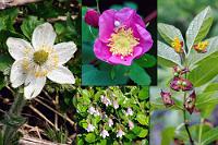 Uferblüten  Anders als auf dem offenen Farmgelände reichen hier die Bäume bis an den See und die schmale Uferregion wird von Schilf dominiert und Blütenpflanzen, die wir weiter oben nicht gesehen haben. Hier blüht auch die Black Twinberry noch und ihre Zwillingsfrüchte sind noch grün – bei anderen Exemplaren der Pflanze, die wir später noch sahen, war der Reifungsprozess schon weiter fortgeschritten und die Beeren waren richtig schwarz.   links: Western Pasqueflower  (Pulsatilla occidentalis)  Gattung Kuhschellen | oben Mitte: Nootka rose  (Rosa nutkana var. hispida)   unten Mitte: Twinflower  (Linnaea borealis)  Moosglöckchen | rechts: Black Twinberry  (Lonicera involucrata)  Schwarze Zwillingsbeere : Black Twinberry, Lonicera involucrata, Schwarze Zwillingsbeere