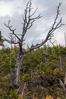 Verdreht  Der Weg hat sich gelohnt. Selbst die Baumgerippe erwecken den Eindruck, als seien sie durch die ständige Einwirkung ungezügelter Naturgewalten in eine solch verdrehte Existenz gezwungen worden. Mal eine ganz andere Landschaft, die sich erst entwickelt hat, nachdem der hier sonst allgegenwärtige, von Zedern und Douglasien beherrschte Regenwald dem Eingriff des Menschen weichen mußte.