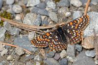 Wärme tanken  Nach dem Lookout ist die Straße nur noch eine Schotterpiste, die sich bei Trockenheit aber gut befahren läßt. Nach weiteren 7 Kilometern endet sie am Parkplatz dicht unterhalb des Mikrowellensenders auf dem Gipfel. Hier starten kürzere und längere Rundwege, die sich zwischen Fichten und ausgedehnten Alpine Meadows um den Berg winden. Auf 2000 m ist es recht frisch, so dass Schmetterlinge und andere Insekten sich in der Sonne erst einmal aufwärmen müssen, bevor sie ihrer Befruchtungstätigkeit nachkommen können.   Anicia Checkerspot  (Euphydryas anicia anicia) : Anicia Checkerspot, Euphydryas anicia anicia