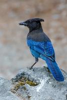 Wappentier  Belohnt wird unser Zwischenstopp an den Brandywine Falls auch mit der Sichtung dieses bildschönen Hähers, seit 1987 Wappenvogel British Columbias, den ich nach längerer Jagd durch das Unterholz nahe des Parkplatzes endlich zu fassen kriege.   Steller's Jay  (Cyanocitta stelleri)  Diademhäher : Steller's Jay, Cyanocitta stelleri, Diademhäher