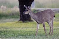 Was für Ohren!  Um gar nicht erst eine falsche Erwartungshaltung aufkommen zu lassen, müssen wir klarstellen, dass es auf unserer Kanada-Seite leider keine Fotos von Grizzlys, Pumas, Wölfen, Elchen, Karibous, Dickhornschafen, Bergziegen, Grau- und Buckelwalen gibt! Einen Kojoten haben wir zwar gesehen, aber leider nicht fotografiert. Fast alle anderen Tiere haben sich aber ein Stelldichein gegeben und sind nachfolgend dokumentiert ;-).  Angefangen mit dieser freundlichen Hirschin, die nach unserer Rückkehr zum Campground vorbeitrabte, während wir noch mit dem Aufdecken zum Abendbrot beschäftigt waren und die ihren Namen den riesigen Maultierohren verdankt. Apropos Abendbrot! Es gibt Schwarzbrot! Ja, richtig! Wir trauten unseren Augen kaum beim Ersteinkauf vor drei Tagen bei Safeway, als wir 500-gr-paketweise frischeversiegelte deutsche Importware im Regal entdeckt hatten. Gut, die Bezeichnung "Schwarzbrot" ist für diese mittelgraue Backware ein Euphemismus, aber sie leistet immerhin beim Kauen Widerstand! Die Auswahl an Wurst ist noch akzeptabel, Käse beschränkt sich hingegen meist auf Cheddar und schmeckt selbst in der 'Tasty'-Variante so ähnlich wie junger Gouda – nämlich nach gar nichts. Okay... das ist Mecker auf hohem Niveau. Die Supermärkte lassen konsummäßig keine Wünsche offen, wenn auch die Lebensmittelpreise deutlich höher sind als bei uns.  Mule Deer  (Odocoileus hemionus)  female Maultier- od. Schwarzwedelhirsch : Mule Deer, Odocoileus hemionus, Maultierhirsch, Schwarzwedelhirsch