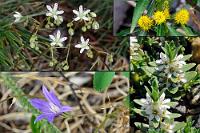 Wegbegleiter  Wir befinden uns wieder auf dem Rückweg zum Parkplatz. Fast 3 Stunden haben wir uns auf unserem Rundweg Zeit gelassen. Dass das in großen Bereichen offene und sumpfige Gelände nicht nur einer Menge Tieren Lebensraum bietet, dokumentieren die überall aus dem Unterholz leuchtenden Frühlingsblüten, von denen hier einige typische zusammengestellt sind.   oben links: Yellowdot Saxifrage  (Saxifraga bronchialis)  Gelbpunkt-Steinbrech | oben rechts: Tufted Loosestrife  (Lysimachia thyrsiflora)  Straußblütiger Gilbweiderich  unten links: Crown Brodiaea  (Brodiaea coronaria)  | unten rechts: Sea-Milkwort  (Glaux maritima ssp. obtusifolia)  Strand-Milchkraut : Yellowdot Saxifrage, Saxifraga bronchialis, Gelbpunkt-Steinbrech