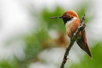 Zimtelfe  Es kam, wie es kommen mußte: Die Reisestrecke stand Dank Marens unermüdlicher Vorausplanung eh fest, die zeitliche Gliederung auch und damit sprach nichts dagegen, ALLE geplanten Übernachtungsorte vorab zu reservieren. In den nächsten Wochen ergab sich also ein freundlich-fröhlicher Email-Verkehr, an dessen Ende wir bis auf einen Ort alles fest gebucht hatten. Im Nachhinein die beste Entscheidung, die wir getroffen haben. Zwar wäre auf vielen unserer Zielplätze auch ohne Reservierung noch Platz gewesen, ob wir aber unsere 'Wunschplätze' bekommen hätten...?  Unbeschwert von jeglichen Überlegungen bezüglich nächster Unterkünfte widme ich mich der Kolibrijagd, denn dieser kleine Kerl flitzt schon seit Stunden keck zwitschernd zwischen den Bäumen und Büschen rund um unsere Campingstühle herum und will sich einfach nicht erwischen lassen. Irgendwann fällt er dann doch meiner Hartnäckigkeit zum Opfer!   Rufous Hummingbird  (Selasphorus rufus)  male Rotrücken-Zimtelfe, Fuchskolibri : Rufous Hummingbird, Selasphorus rufus, Rotrücken-Zimtelfe, Fuchskolibri