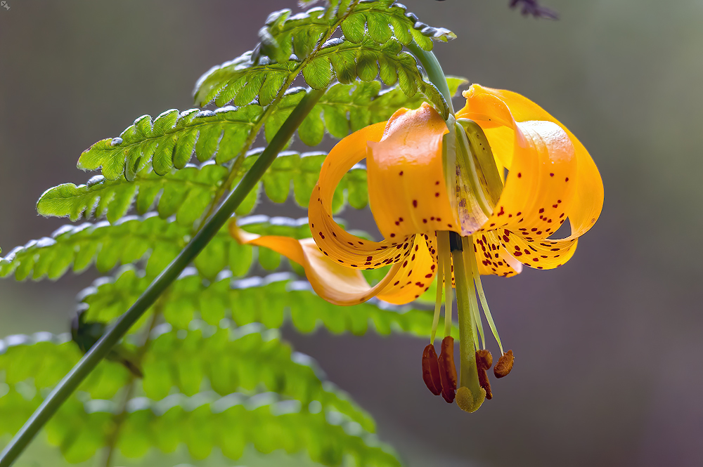 Tigerlilie unter Farn