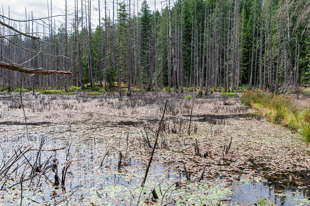 Vielfalt zwischen totem Holz