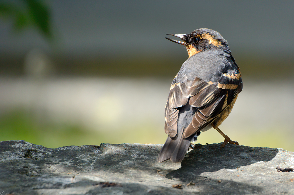 Wo, bitte, geht's zum Strand?