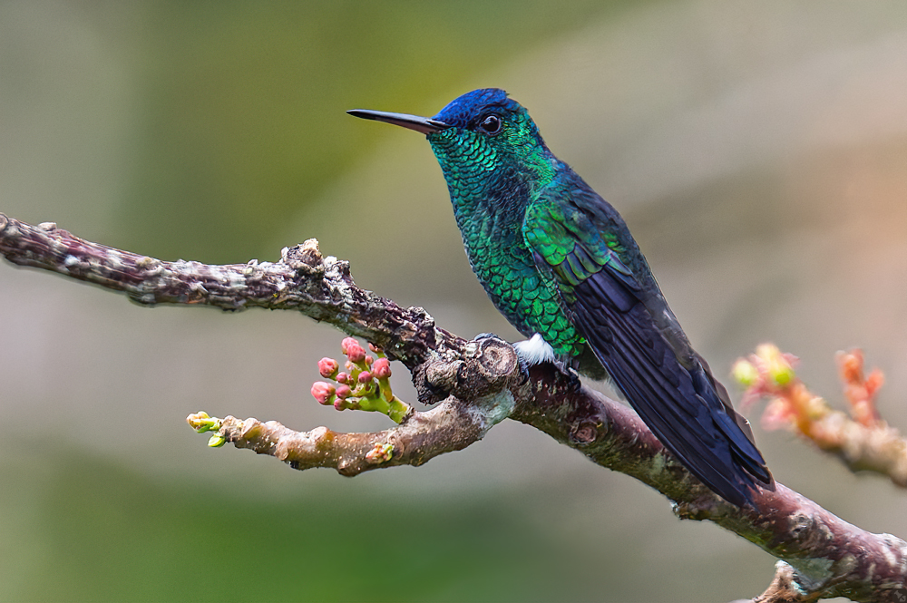 Blaukäppchen