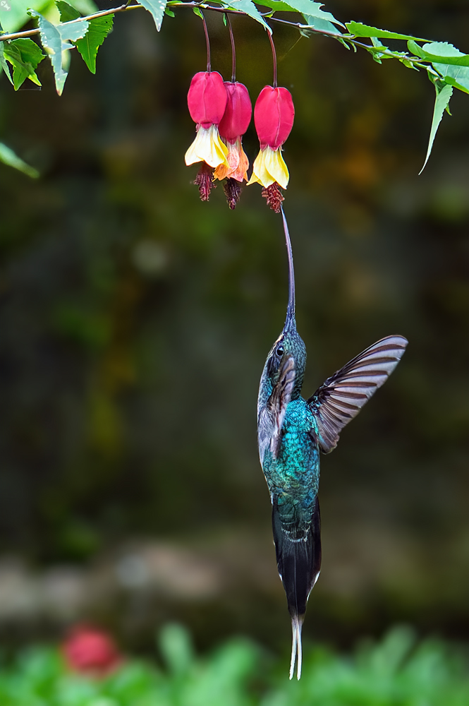 Flugbetankung
