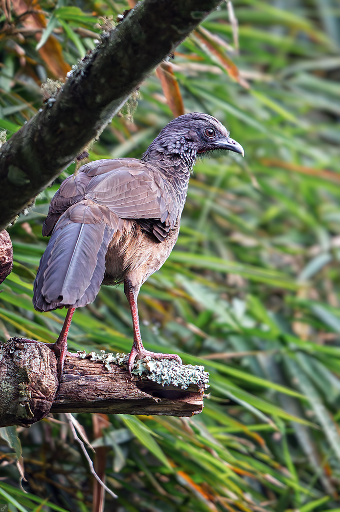 Hühnervogel