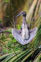 Für Auftrieb unter'm Flügel?  Es war die am Vortag kennengelernte Amerikanerin, die uns fragte, ob wir bereits den "Yellow-crowned Heron" bei seinem komischen Sonnenbaden gesehen hätten? Gestern noch nicht, aber heute JA :-).  Yellow-crowned Night Heron  (Nyctanassa violacea) , juv. Krabbenreiher