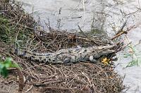 ...und es bewegt sich doch!  Wir wissen nicht, ob das bevorzugt fast ganztägig direkt unterhalb der Aussichtsterrasse dösende Krokodil insgeheim auf einen zufällig herabfallenden Touristen hofft, seine zeitlupenträgen, fast unmerklichen Bewegungen, mit denen es sich zentimeterweise dem Wasser nähert, lassen nicht vermuten, dass es dieses jemals erreicht. Aber kaum schaut man einmal weg, hat es diesen kurzen Moment genutzt und ist unsichtbar in den braunen Wellen des Flusses verschwunden. Spitzkrokodile können bis zu 7 m lang werden, dieses hier misst, wie die meisten, allerdings höchstens 4 m. Aber auch die sollten reichen, wenn man mit ihnen in Konflikt gerät, weshalb das Schwimmen sowohl im Fluß, wie auch im nahen Meer aus guten Gründen verboten ist.  American Crocodile  (Crocodylus acutus)  Spitzkrokodil