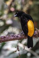Die fliegende Zitrone  Es ist nicht einfach. Während die rotrückigen Tangaren  (R. flammigerus flammigerus)  weit über den mittelamerikanischen Raum von Panama über Kolumbien bis nach Ecuador verbreitet sind, ist speziell die gelbrückige Variante im Valle del Cauca Kolumbiens zu Hause.  Lemon-rumped Tanager  (Ramphocelus flammigerus icteronotus) , male Gelbrückentangare