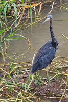 Drehmoment  Wir setzen unsere Vogelwacht fort und entdecken von der Aussichtsterrasse sogleich einen Dreifarbenreiher, der auf der Suche nach Fressbarem akrobatische Verrenkungen vollführt. Hätte uns auch gewundert, ihn hier nicht anzutreffen, denn dieser Reiher ist an fast allen subtropischen Karibik- und Pazifikküsten Nord-, Mittel- und Südamerikas zu Hause.  Egretta Tricolor  (Tricolored Heron)  Dreifarbenreiher