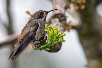Echte Flyer  Das ist die richtige Entscheidung! Unmengen an Kolibris toben um uns herum, Arassaris, Tauben und Tangaren lassen sich blicken und sogar ein Specht und Stirnvögel. Netterweise bekommen wir sogar Kaffee serviert und nach gut zwei Stunden hoffen wir, alle Pieper dokumentiert zu haben. Wir betreten noch einmal den offenen Korridor des Verwaltungshauses, um uns zu verabschieden und einen der Flyer mitzunehmen, die wir heute morgen auf einer Ablage liegen sahen. Außer ein paar farbigen Abbildungen der Einrichtung und Anfahrtskizzen gibt es aber leider keinerlei Informationen zu der Vogelwelt, die sich hier ein Stelldichein gibt.  Brown Violetear  (Colibri delphinae)  Brauner Veilchenohrkolibri od. Telesillakolibri