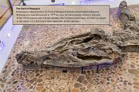 Einzelstück  Bereits 1889 wurde in Queensland ein Unterkieferfragment mit sechs Zähnen ausgegraben, welches den Artnamen  Kronosaurus queenslandicus  bekam. 1931/32 wurden ebenfalls in Australien zwei große Skelette gefunden und wohl notgedrungen teilweise mit Dynamit freigelegt. Zusätzlich fand man noch große Mengen an Fossilsplittern, die sich dem Kronosaurus zuordnen ließen. Aus all diesen Einzelteilen setzte ein Paläontologe in den 1950er Jahren an der Harvard University mittels viel Plastik und Klebstoff ein ersten Skelettmodell zusammen. Später fand man dann heraus, dass dieses Modell zuviele Wirbel besaß und wohl nicht ganz der Realität entsprach. Erst 1992 identifizierte ein gewisser Oliver Hampe (Paläontologe?) hier vor Ort die Überreste dieses Einzelstücks ebenfalls als Kronosaurus, allerdings als eine neue zweite Art nach der Fundregion  Kronosaurus boyacensis . Selbst diese Zuordnung ist aber mittlerweile zweifelhaft, wird es doch nach Google Informationen neuerdings als  Monquirasaurus boyacensis  klassifiziert!