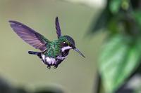 Etwas fehlt uns  Wir kamen also mit großen Erwartungen nach Kolumbien. Natürlich hatten wir uns informiert, diverse YouTube-Filmchen geschaut und besonders ich freute mich auf die reiche Vogelwelt, die trotz Costa Rica noch einige bisher ungesehene Tropenschönheiten in Aussicht stellte. Auch die Planung der Route stellte mit einem Abstecher an die Karibikküste mit dem Karnevalerlebnis etwas Besonderes dar und für die Inlandrunde war Andennähe sichergestellt. Hier liegt aber auch die Wurzel der leichten Enttäuschung unserer Erwartungen. Verwöhnt durch die rauere Natur der südlichen Andenländer mit ihren oft schroffen Felsformationen und farbigen Landschaftsgegensätzen, war das Begleitpanorama unserer Überlandfahrten zwar schön, aber meistens – selbst in gebirgigen Regionen – von einem alle Details und Unterschiede verhüllenden Grün. Kurz gesagt: Der Straßenreisende kommt nur selten an Orte, wo er spontan anhält und eine fantastische Landschaft mit der Kamera festhalten will.  Green Thorntail  (Discosura conversii)  Grüne Fadenelfe