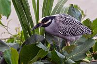 Gelblocke  Ebenso, wie ich versucht war, den Mangrovereiher anfangs als Grünreiher zu identifizieren, assozoziiert man beim Anblick dieses in den ufernahen Gewächsen sehr häufigen Vogels sofort "Nachtreiher". Erst bei genauerem Hinsehen fällt einem die gelbliche Stirn mit dem ausgeprägten Federschopf und der sehr große Kopf und Schnabel auf. Der ufernahe Bewuchs ist auch ihr Brutrevier und ebenso wie der Nachtreiher gehen sie bevorzugt in der Dämmerung auf Beutejagd. Wie der Name nahelegt, sind es nicht Fische, sondern Krebstiere und kleine Amphibien und Weichtiere, denen sie am Flussufer auflauern.  Yellow-crowned Night Heron  (Nyctanassa violacea)  Krabbenreiher