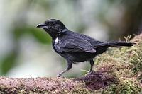 Mehr brauchen wir nicht :-)  Den Idealfall einer Reise haben wir, wenn alleine die ausgedehnte Fahrtroute schon soviel an landschaftlichen Attraktionen bereit hält, dass fast jeder Tag bisher noch nie gesehene Naturschönheiten bietet und wir in Gegenden kommen, in denen die Fahrt selbst zum Abenteuer wird. Wenn es dann noch bisher touristisch weitgehend unerschlossene Länder sind, einer von uns beiden die Landessprache spricht, was die südamerikanischen Einheimischen noch freundlicher als ohnehin schon reagieren läßt und die Kameras sowohl bei Landschaft und Tierwelt genug Futter kriegen – dann ist unser Ideal erreicht!  White-lined Tanager  (Tachyphonus rufus) , male Schwarztangare