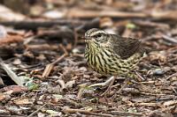 Naschvogel  Breite Wege durchziehen den schön angelegten und gepflegten Park, an dem zentralen See sind Ausguckplattformen montiert und die großen Rasenflächen dürfen nicht nur betreten werden, sie laden auch zum Spielen und Picknicken ein. Die Bepflanzung ist abwechsungsreich, wie es sich für einen botansichen Garten gehört, ebenso zahlreich die Früchte der Bäume, Büsche und Pflanzen, die für eine große Artenvielfalt der hier vorkommenden Tiere sorgen. Dieser Waldsänger ist ein Zugvogel, der seine sommerlichen Brutgebiete in Alaska und Kanada hat und jetzt hier in Kolumbien überwintert. Eigentlich ein Insekten-, Spinnen-, Schnecken- und Würmerfresser, ist er wohl auch ein Opportunist, denn wir haben ihn hier beim Naschen an einer reifen, heruntergefallenen Frucht erwischt.  Northern Waterthrush  (Parkesia noveboracensis)  Drosselwaldsänger