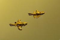 Quimbaya Aviones  Die verschiedenen Völker Kolumbiens haben ihre kulturellen Höhepunkte durchaus zu unterschiedlichen Zeitpunkten erreicht, je nach den Orten, an denen sie siedelten. Speziell die Gesellschaften, die in der beginnenden Neuzeit – zwischen 500 v. Chr. bis etwa 1000 n. Chr. – die fruchtbaren Hänge der Flusstäler des Cauca und des Magdalena bewohnten, haben technologisch beeindruckende Metallverarbeitungsfähigkeiten ausgebildet, die qualitativ hochwertige und sehr realistische Schmuckobjekte hervorbrachten. Besonderen Ruhm erlangten die Quimbaya, von deren ganz speziellen Schöpfungen zum Zeitpunkt unseres Besuches leider nur zwei Exponate in den Glasvitrinen ausgestellt wurden. Möglicherweise ist dem Museum, welches hartnäckig an den unverdächtigen Interpretationen "Insekt", "Vogel" oder "Fisch" festhält, die Aufregung unangenehm, welche spätestens mit von Dänikens Deutung der Artefakte als präastronautische Flugzeuge einsetzte. In der Tat hält das Museum eine Unmenge weiterer, zum Teil erheblich eindeutigerer Exponate im Lager, die wohl aus guten Gründen nicht mehr gezeigt werden. Wer mehr darüber wissen will, sollte sich  dieses PDF  anschauen!